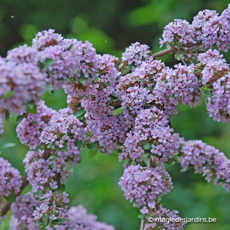 Zomerbloeiende struiken en rozen snoeien